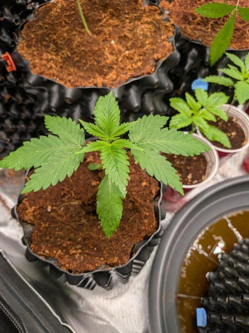 Banana Runtz F1 HYBRID Part 2. Week 2