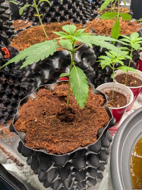 Banana Runtz F1 HYBRID Part 2. Week 2
