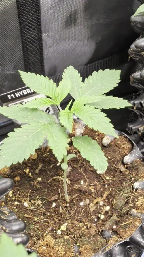 Banana Runtz F1 HYBRID Part 2