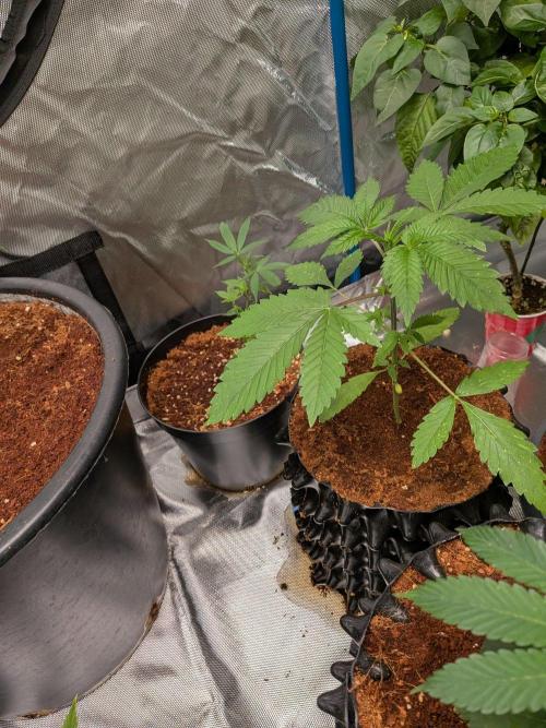 Expert Gorilla aka Gorilla Glue nr4. Week 3
