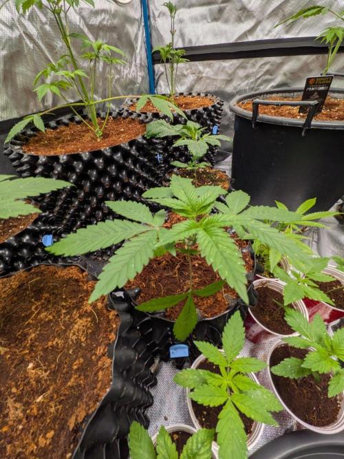 Expert Gorilla aka Gorilla Glue nr4. Week 3