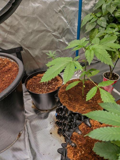 Expert Gorilla aka Gorilla Glue nr4. Week 4