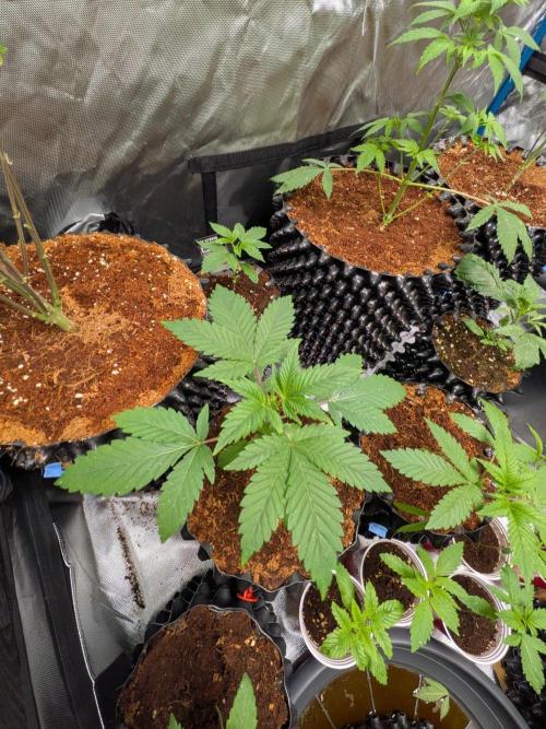 Expert Gorilla aka Gorilla Glue nr4. Week 4