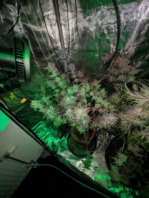 Grow Tent 5x5x6.5. Week 9