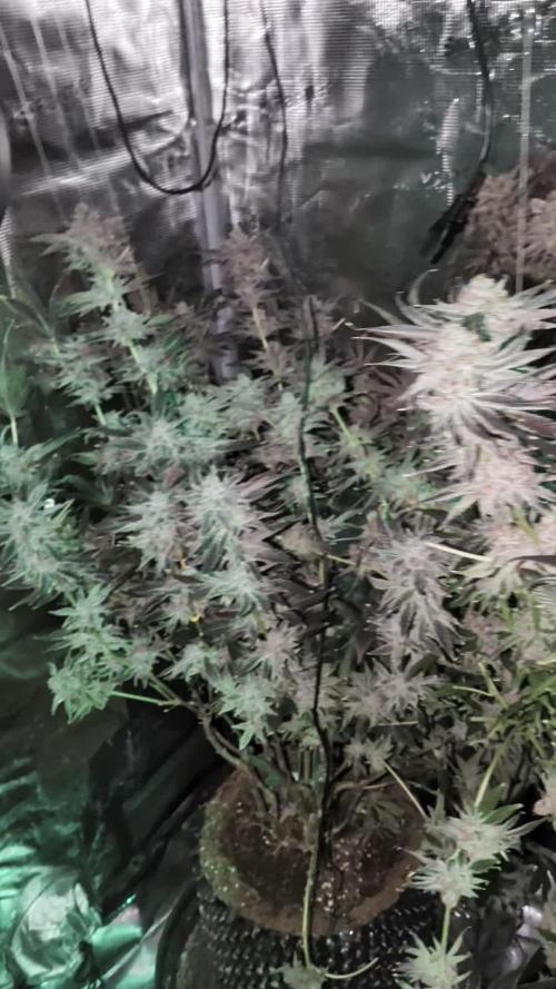 Gorilla Glue #4 x White Widow