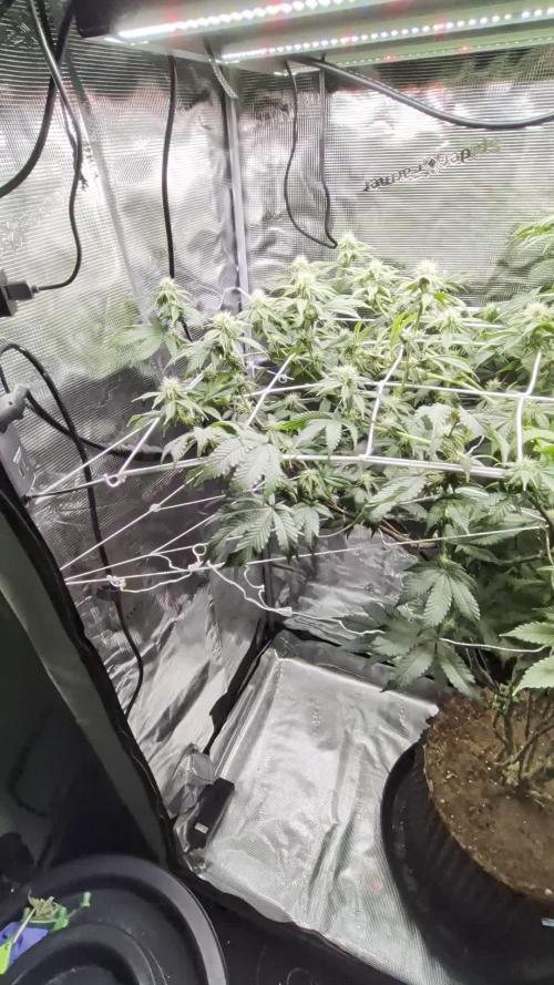 Mac1 F1 Hybrid