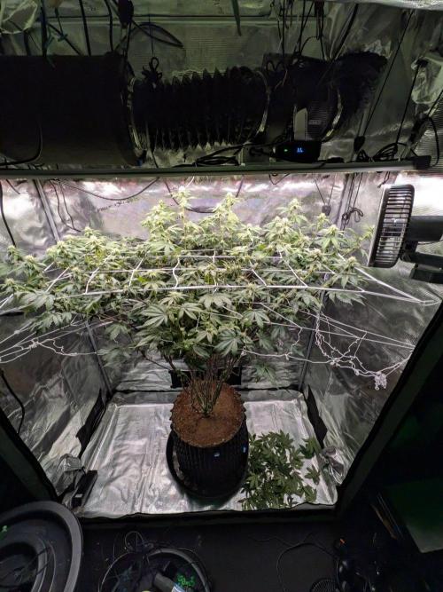 MAC 1 - F1 HYBRID. Week 20
