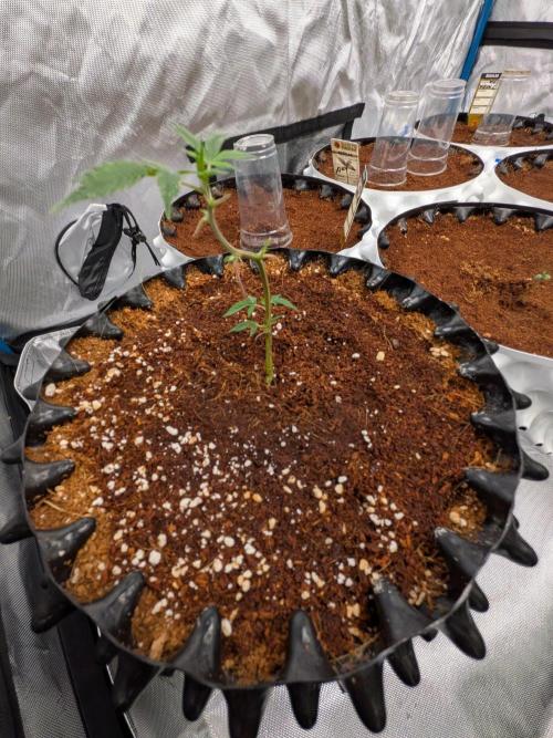 MAC1 F1 HYBRID clones part 2. Week 3