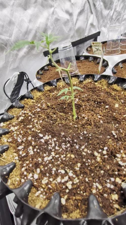 MAC1 F1 HYBRID clones part 2