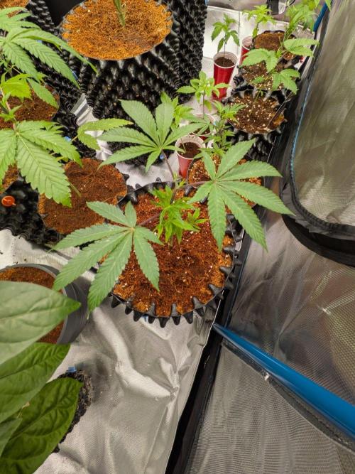 MAC1 F1 HYBRID clones part 2. Week 3