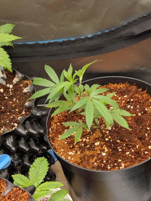 MAC1 F1 HYBRID clones part 3. Week 3