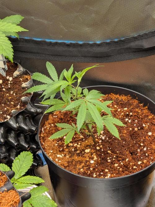 MAC1 F1 HYBRID clones part 3. Week 3