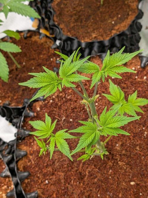 Tangerine Dream. Week 6