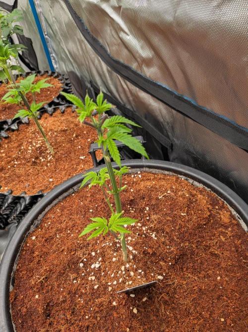 Banana Runtz F1 hybride. Week 5