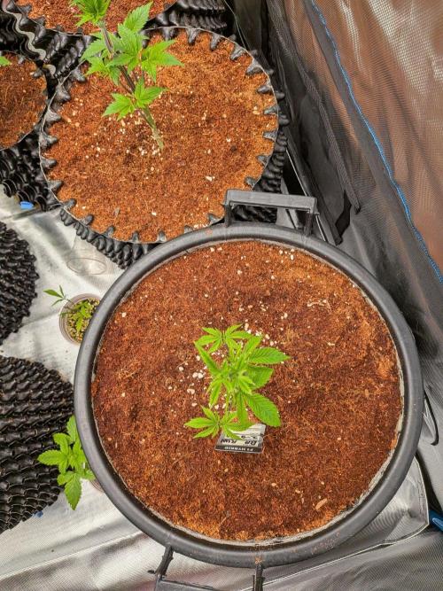Banana Runtz F1 hybride. Week 5
