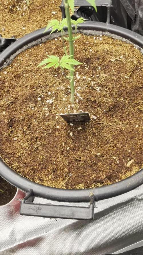 Banana Runtz F1 hybride