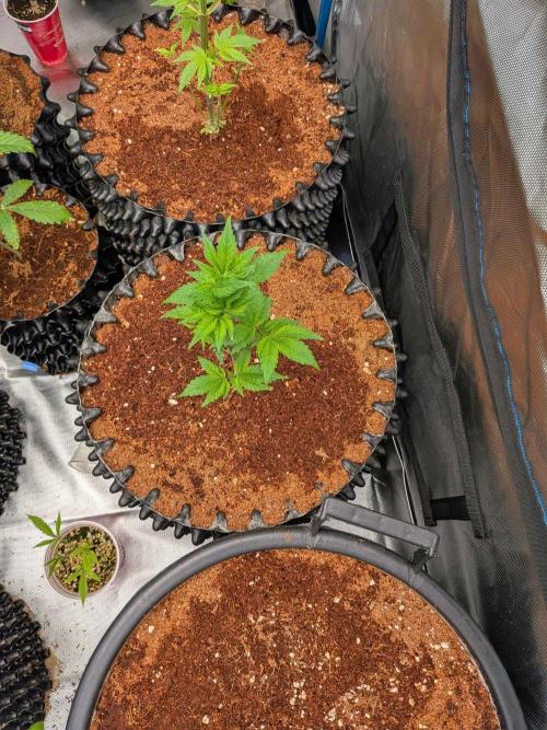 Frozen Bananas F1Feminized. Week 5