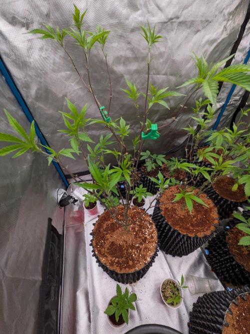 Mac1 F1 Hybrid clones. Week 7