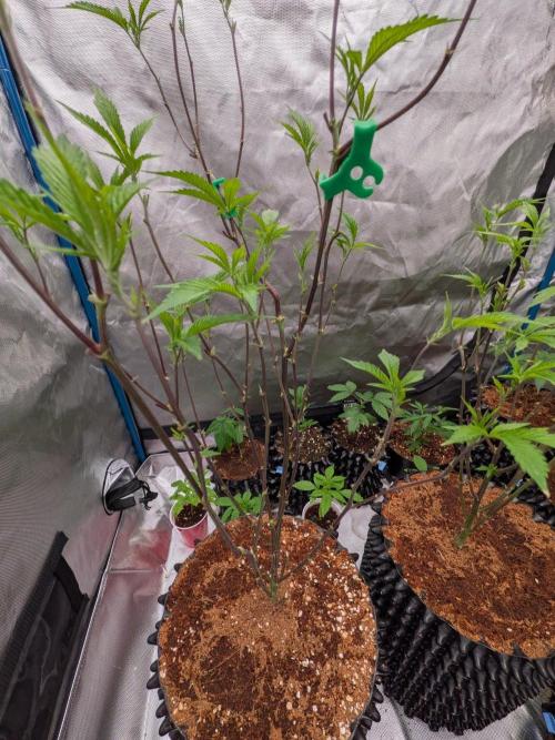 Mac1 F1 Hybrid clones. Week 7