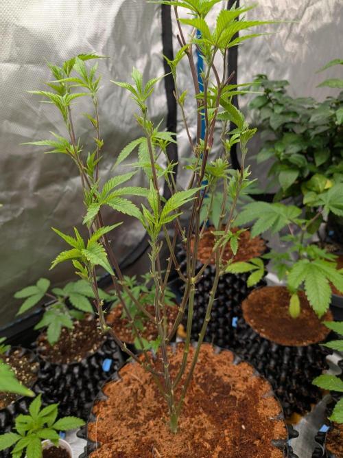 Mac1 F1 Hybrid clones. Week 7