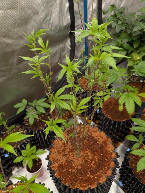 Mac1 F1 Hybrid clones. Week 7