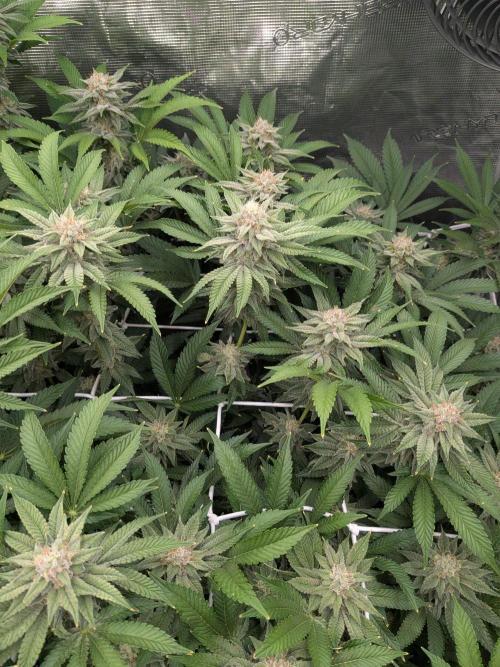MAC1 starting from week 13 veg. Week 20