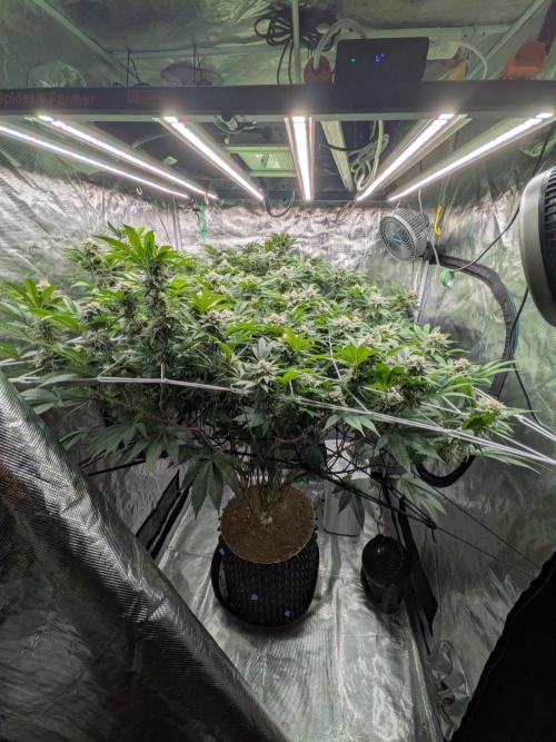 MAC1 starting from week 13 veg. Week 20