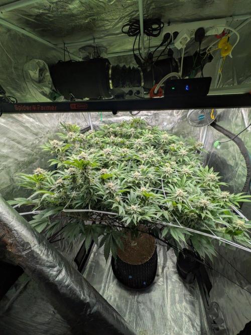 MAC1 starting from week 13 veg. Week 20
