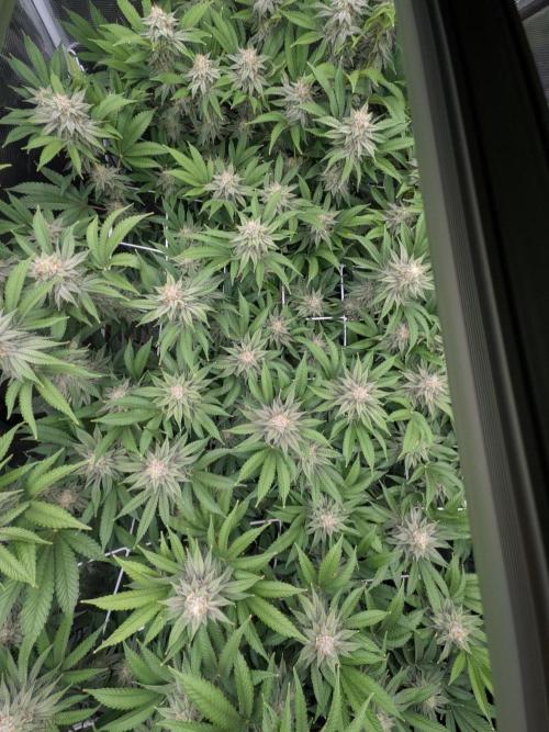MAC1 starting from week 13 veg. Week 20