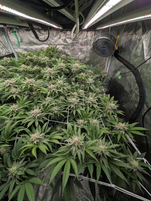MAC1 starting from week 13 veg. Week 20