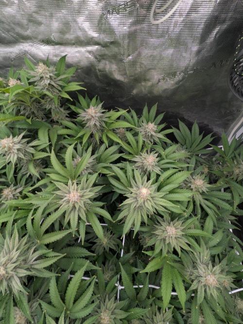 MAC1 starting from week 13 veg. Week 20