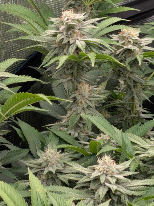 MAC1 starting from week 13 veg. Week 20