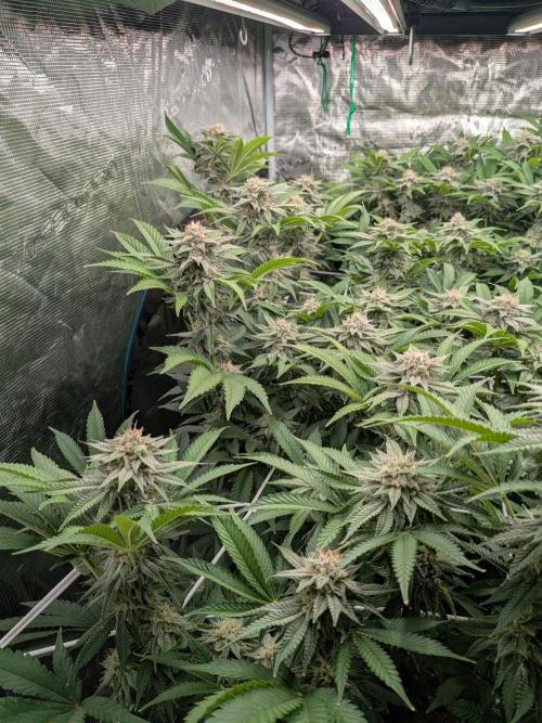 MAC1 starting from week 13 veg. Week 20