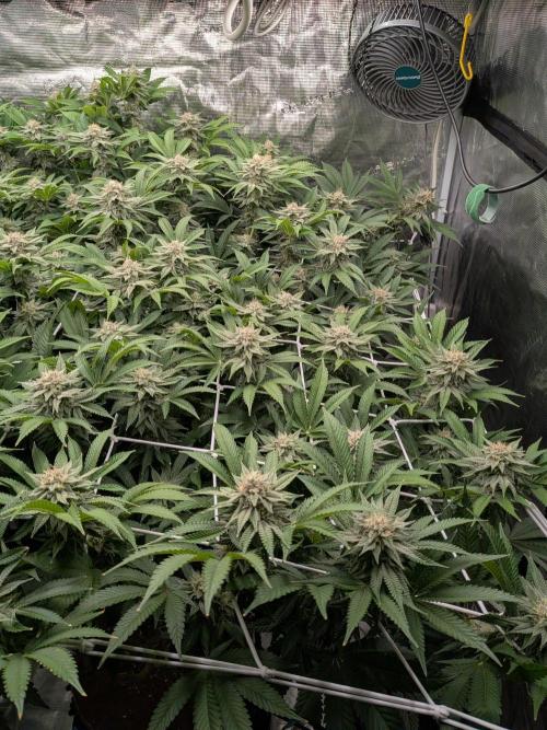 MAC1 starting from week 13 veg. Week 20