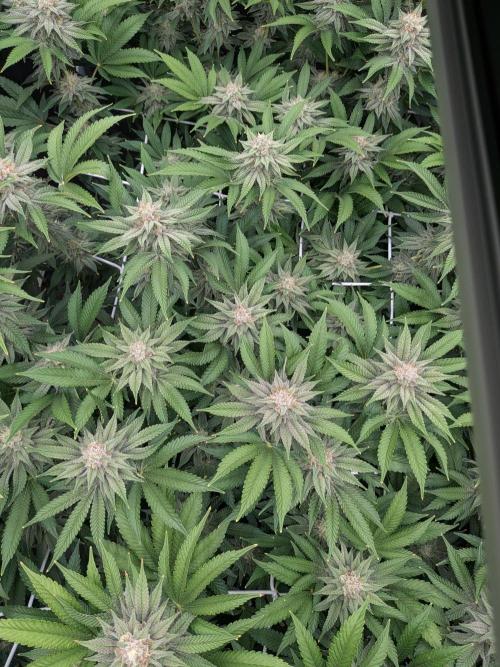 MAC1 starting from week 13 veg. Week 20