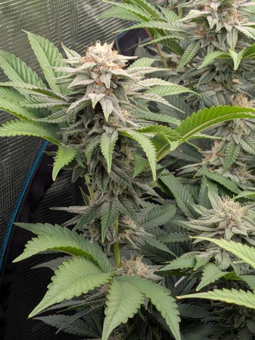 MAC1 starting from week 13 veg. Week 20