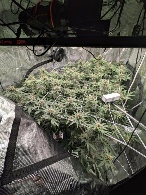 Gorilla Glue #4 x white widow. Week 20
