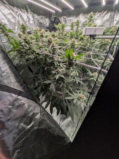 Gorilla Glue #4 x white widow. Week 20