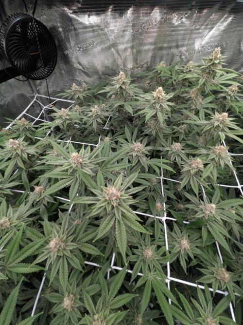 Gorilla Glue #4 x white widow. Week 20