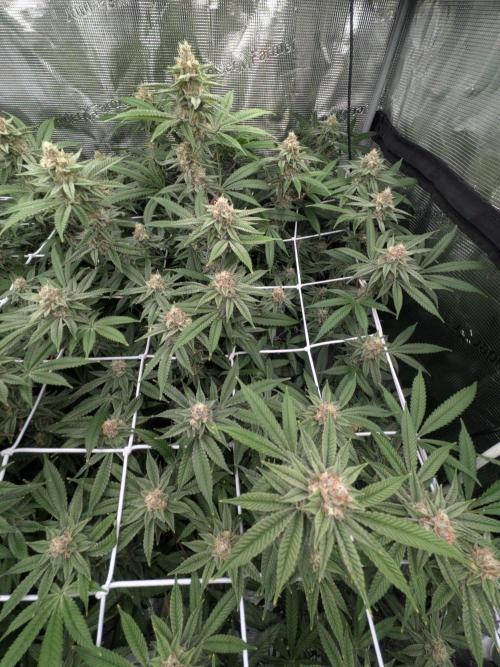 Gorilla Glue #4 x white widow. Week 20