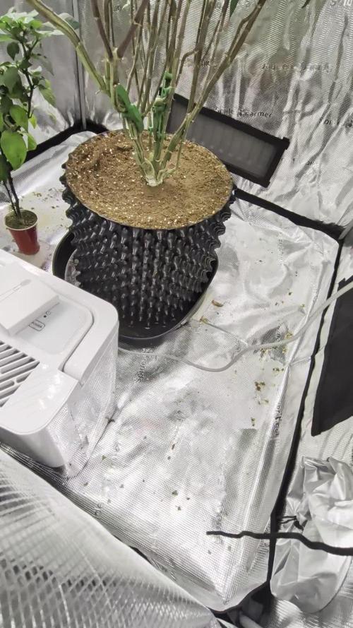 Gorilla Glue #4 x white widow