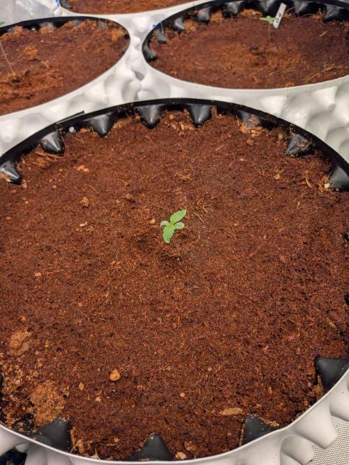 Peyote Critical. Week 0