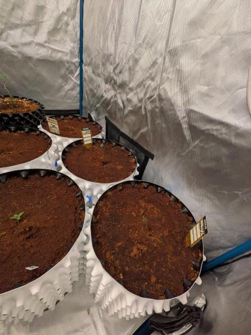 White Widow part 2. Week 0