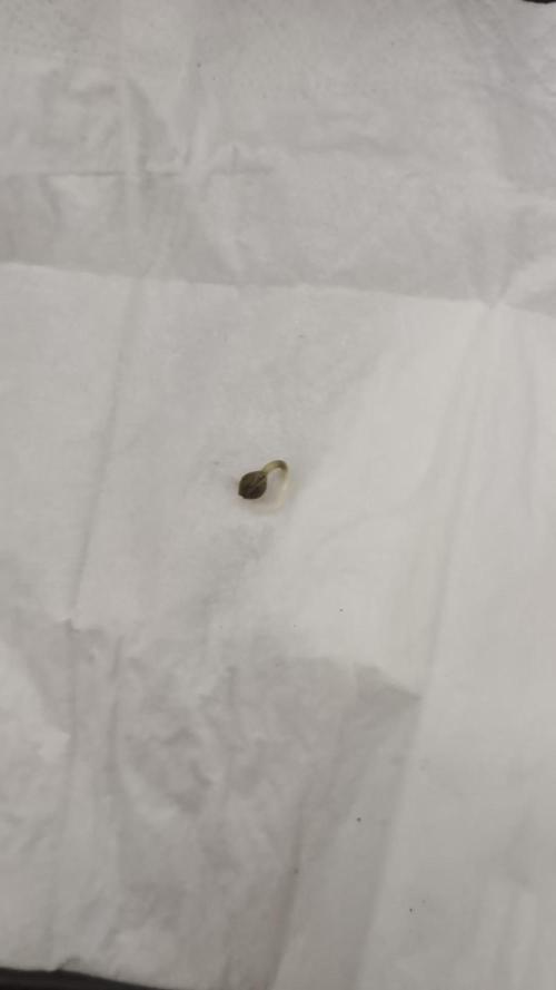 White Widow part 2