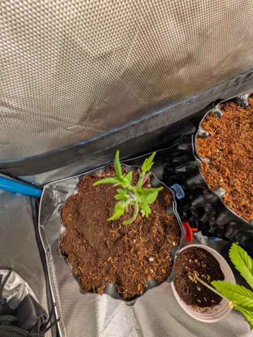 Banana Runtz F1 HYBRID Part 2. Week 3