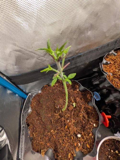 Banana Runtz F1 HYBRID Part 2. Week 3