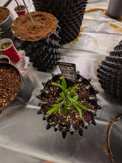 Banana Runtz F1 HYBRID Part 2. Week 3
