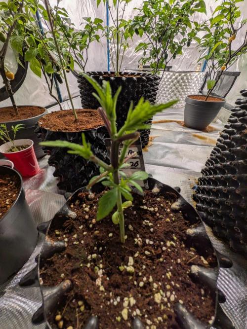 Banana Runtz F1 HYBRID Part 2. Week 3
