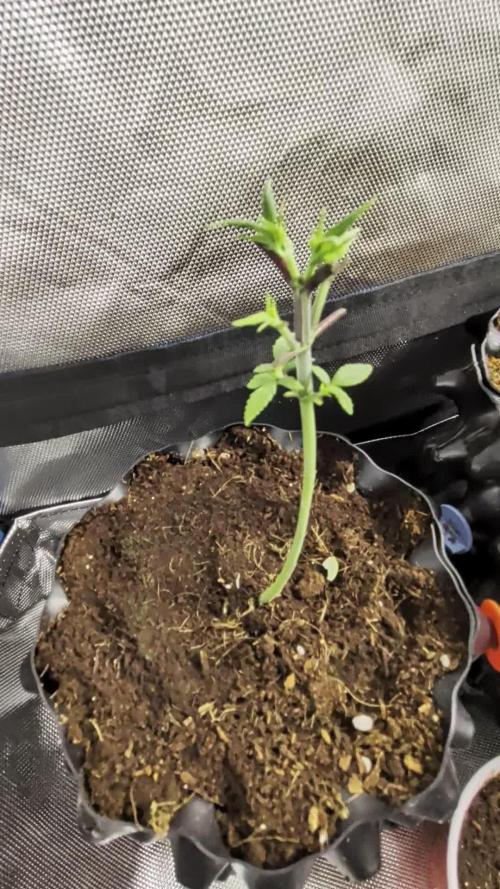 Banana Runtz F1 HYBRID Part 2