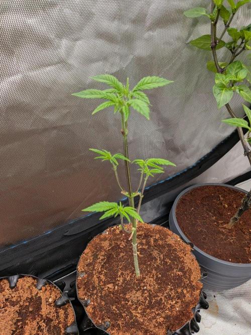 Expert Gorilla aka Gorilla Glue nr4. Week 5